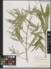 Foto von Salix acmophylla Boiss.